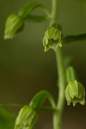 Narrow-lipped Helleborine, Cotswolds, July 2022