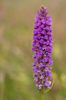 Southern Marsh x Common Spotted-orchid