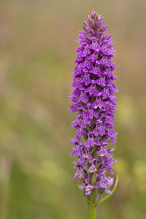 Kenfig, June 2024