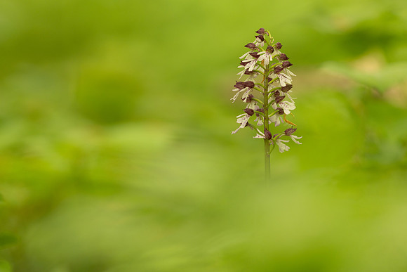 Lady Orchid, Yockletts Bank, May 2024