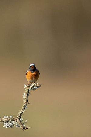 Redstart (male) Thursley Common, April 2021