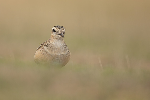 Dotterel, Cleeve Common, September 2022