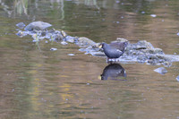 Lesser Moorhen, Agia Varavra, Cyprus, April 2025