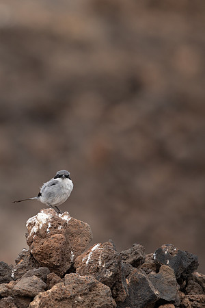 Southern Grey Shrike, Lanzarote, July 2022