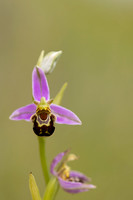 Bee Orchid, Cleeve common, June 2024.