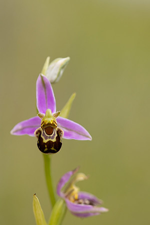 Bee Orchid, Cleeve common, June 2024.