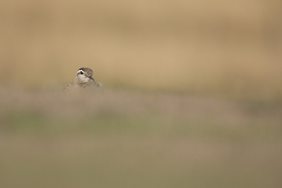 Dotterel, Cleeve Common, September 2022