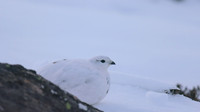 Ptarmigan, Cairngorms, Feb 2015
