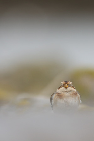Snow Bunting, Severn Beach, November 2020