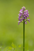 Miltary Orchid, Berkshire, May 2024