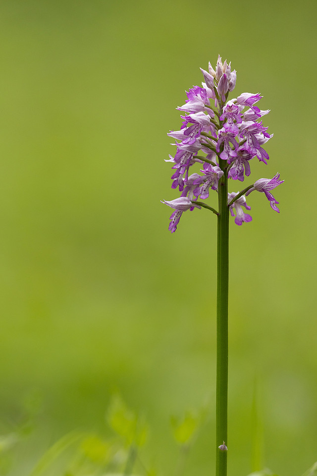 Miltary Orchid, Berkshire, May 2024