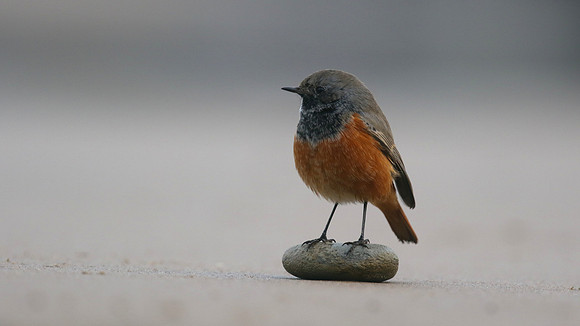 Eastern Black Redstart, Skinningrove, November 2016