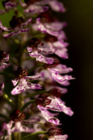 Lady Orchid, Yockletts Bank, May 2024