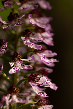 Lady Orchid, Yockletts Bank, May 2024