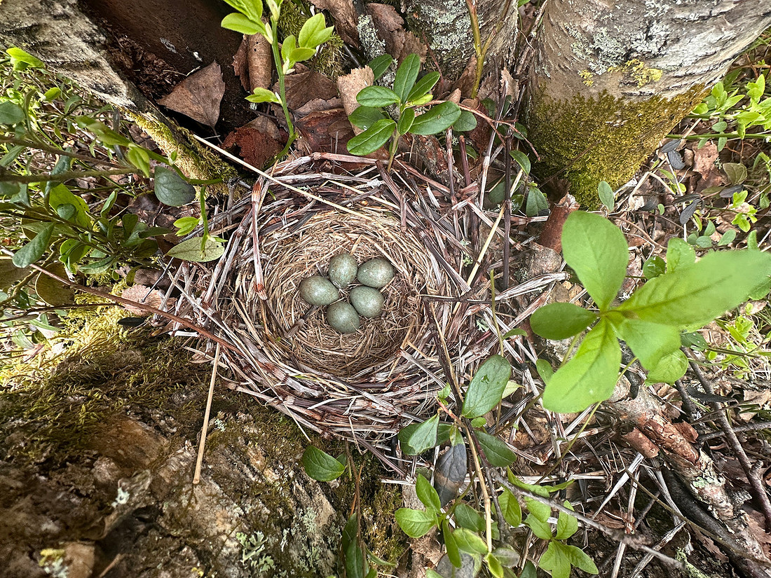 Redwing, Kuusamo, Finland, June 2025