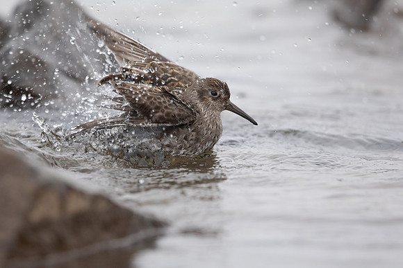Purple Sandpiper, Raufarhofn, June 2022