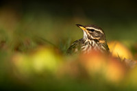 Redwing, Tockington, December 2022