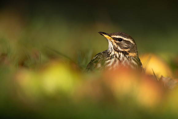 Redwing, Tockington, December 2022