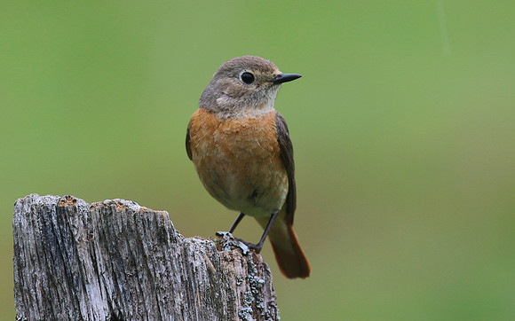 Redstart (Female) Thursley Common, May 2018