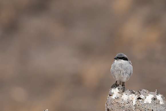 Southern Grey Shrike, Lanzarote, July 2022