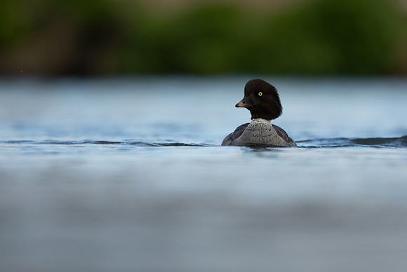 Barrows Goldeneye, River Laxa, Iceland, June 2022