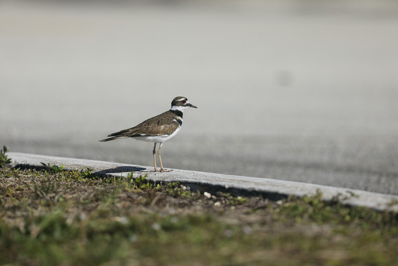 Killdeer, Florida, February 2020