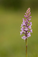 Chalk Fragrant-orchid, Rudge Hill, June 2024