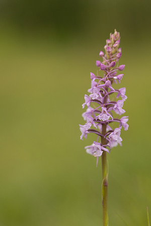 Chalk Fragrant-orchid, Rudge Hill, June 2024