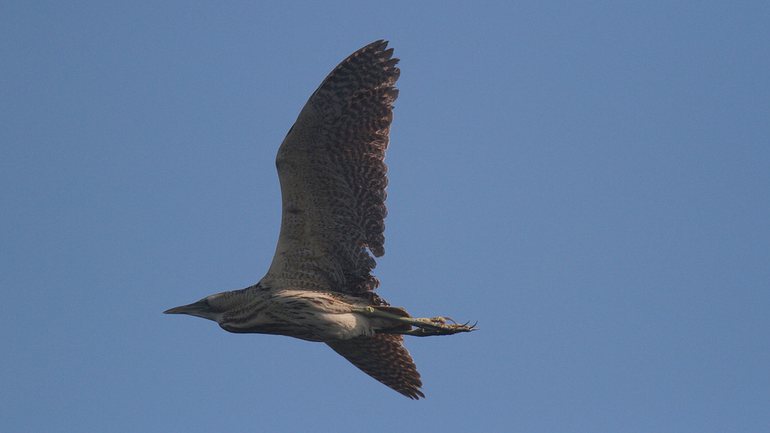 Bittern, Shapwick Heath 2014