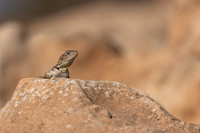 Cyprus Rock Agama, Cape Grecko, Cyprus, July 2024
