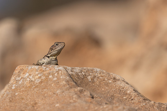 Cyprus Rock Agama, Cape Grecko, Cyprus, July 2024