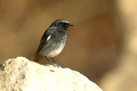 Black Redstart, Seaton, January 2020