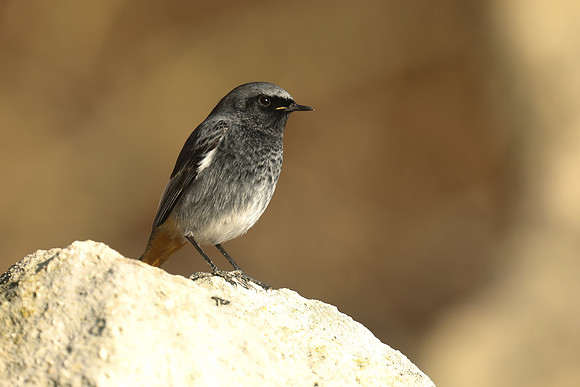 Black Redstart, Seaton, January 2020