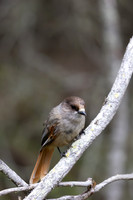 Siberian Jay, Konttainen, Finland, June 2025