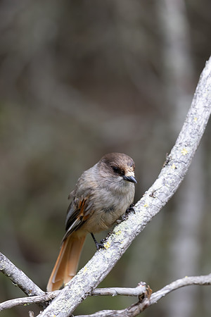 Siberian Jay, Konttainen, Finland, June 2025