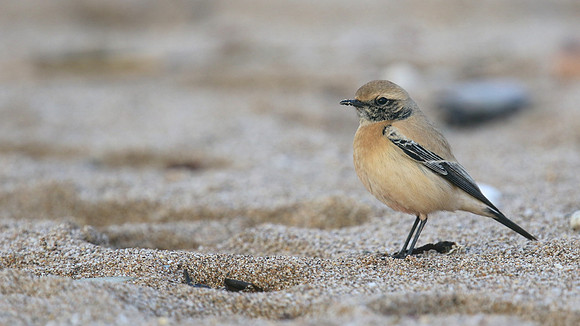 Desert Wheatear, Thurlestone, Devon, November 2016