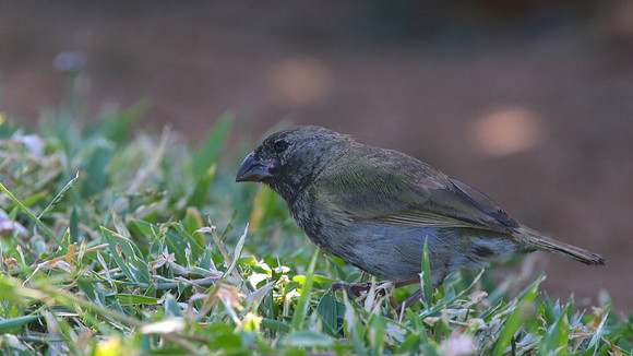 Black-faced Grassquit, Palm Beach, Aruba, November 2015.