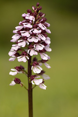 Lady Orchid, Kent, May 2024