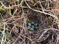 Bluethroat
