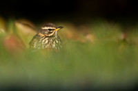 Redwing, Tockington, December 2022