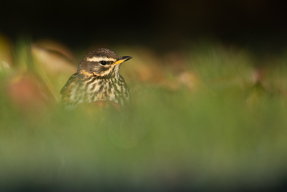 Redwing, Tockington, December 2022