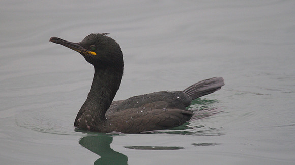 Shag, Brixham, Janurary 2014.