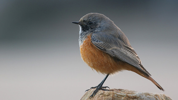 Eastern Black Redstart, Skinningrove, November 2016