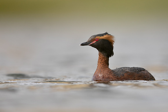 Slavonian Grebe, Iceland, May 2022