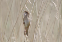 Savi's Warbler