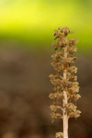 Bird's Nest Orchid, Gloucestershire, June 2024