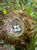 Linnet, Tockington, May 2022