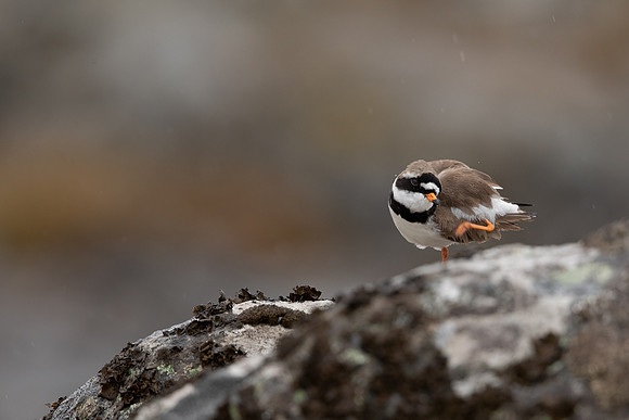 Ringed Plover, Raufarhofn, Iceland, June 2022