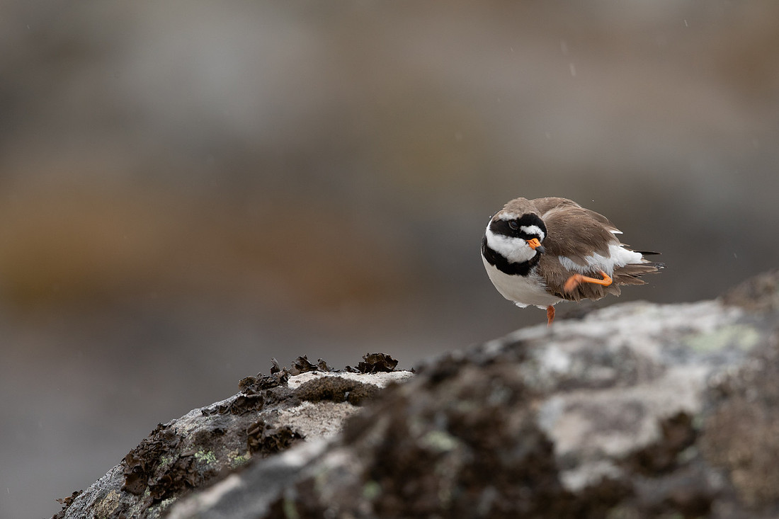 Ringed Plover, Raufarhofn, Iceland, June 2022