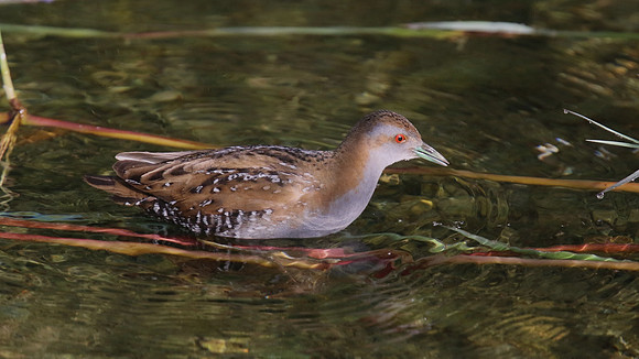 Baillons Crake, Germasogeia Dam, Cyprus, May 2016.